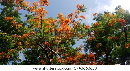 The beautiful of picture of orange flowers blooming on the trees among the green leaves in the garden