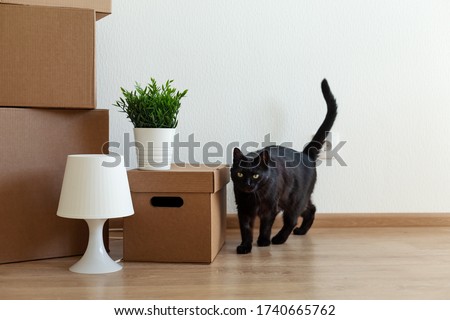 Crop of cartoon boxes with black cat on floor at room interior, moving concept
