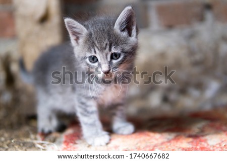 Little gray kitten with blue eyes funny