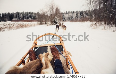 Sled dogs pulling a sled through the winter forest in Central Finland