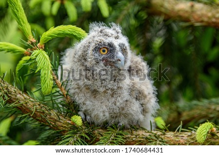 Baby Long-eared owl owl in the wood, sitting on tree trunk in the forest habitat. Beautiful small animal in nature