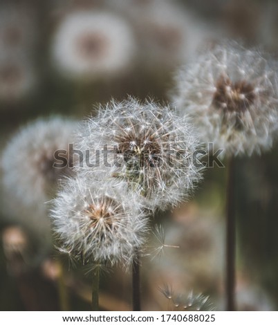 Three simple dandelions in different shapes