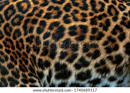 Leopard pattern design. Real fur Skin texture. Animal print pattern tile background