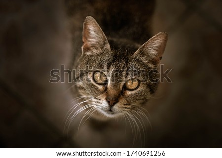 Portrait of a beautiful healthy Greek Scottish cat on a dark background.
