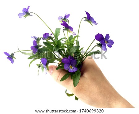 A bouquet of delicate purple flowers in your hand on a white background