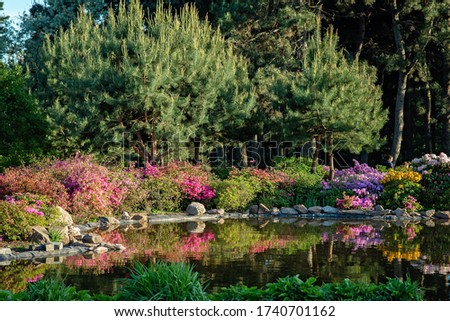 Beautiful pond among flowering bushes of conifer trees in the garden. The concept of natural landscape design. Soft selective focus.