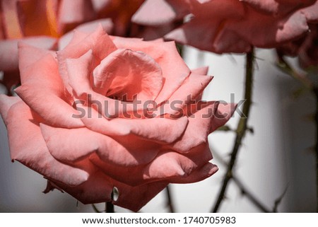 Pink rose close-up. Floral background.