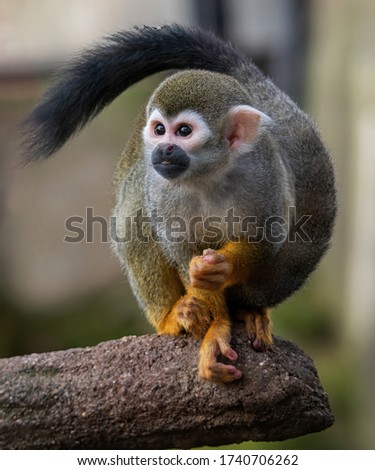 Common squirrel monkey (Saimiri sciureus) Royalty-Free Stock Photo #1740706262
