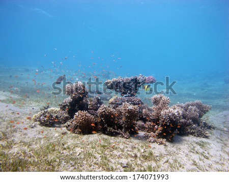 A small reef pinnacle teaming with fish in seagrass