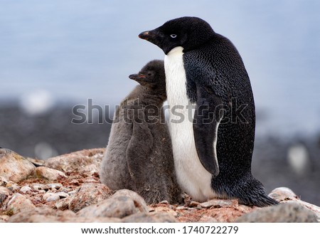 Adelie penguin with fluffy chick standing close to each other in Antarctica.