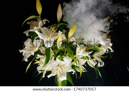 Lily branch in the rays of light on a black background. delicate, white flower. contours of a flower in atmospheric dark photography. flowers for the holiday, advertising, gift