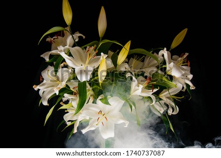 Lily branch in the rays of light on a black background. delicate, white flower. contours of a flower in atmospheric dark photography. flowers for the holiday, advertising, gift
