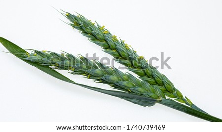 Young barley Green cereal. Photo on a white background. Barley for health. Macro picture. Isolated from background. Sweet grass.