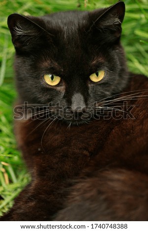 Portrait of cute black cat