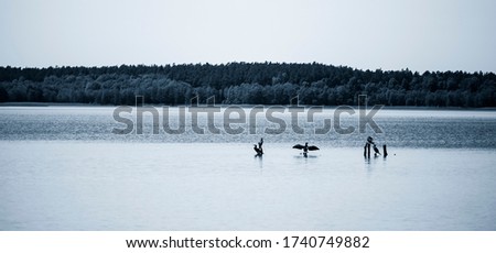 Black and white photo of cormorant birds on Lake Wigry.  Wigry National Park, May 2020, Podlasie, Poland