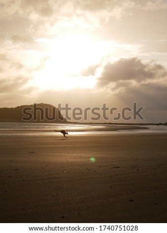 Kangaroos at the beach during sunrise, Cape Hillsborough