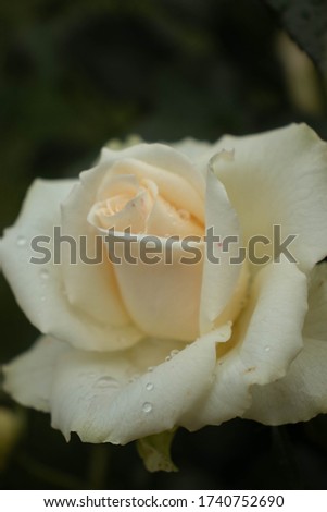 White rose with rain drops on petals after rainy day