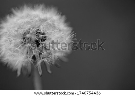 Dandelion flowers with flying feathers. Macro with soft focus.