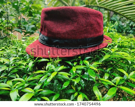 picture of red hat on the top of a plant