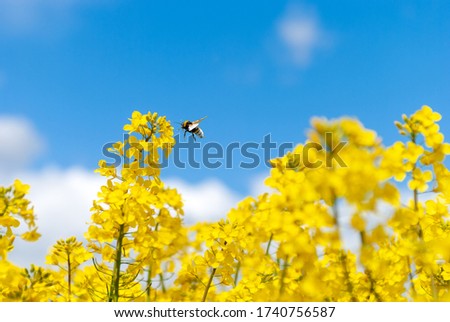 Yellow rapeseed flowers close-up and a flying bumblebee macro against a blue sky with clouds in the rays of sunlight with copy space on nature in spring, panoramic view. 