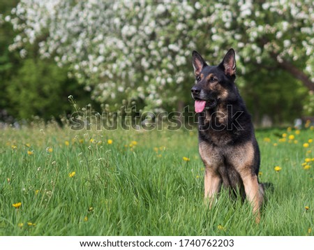 German shepherd portrait on a natural background, copy space