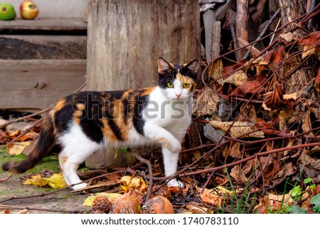 curious calico cat walking outside. predator in the autumn garden. fruit composition on the background. thanksgiving concept Royalty-Free Stock Photo #1740783110