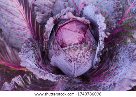 Fresh ripe head of red cabbage (Brassica oleracea) with lots of leaves growing in homemade garden. View from above, close-up. Organic farming, healthy food, BIO viands, back to nature concept. Royalty-Free Stock Photo #1740786098