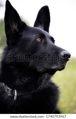Black German shepherd dog Eye's Royalty-Free Stock Photo #1740793967