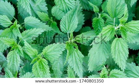 Green fresh nettle leaves background. Ethnoscience. Healthy plants. Traditional medicine.
