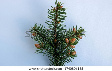 A spruce branch with small young cones isolated on a white background.The concept of the new year and Christmas