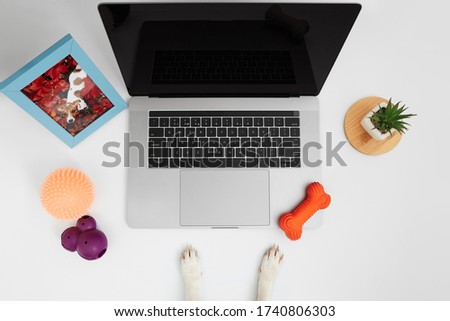 dog working on a computer at her workplace on a white table with toys, a decorative flower and a printed portrait of a dog.  top view. dog orders food on online. Smart  concept
