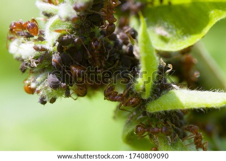 Macro of Myrmica ants and their colony of aphids on a plant