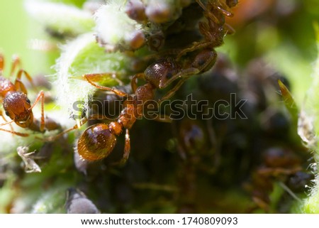 Macro of Myrmica ants and their colony of aphids on a plant