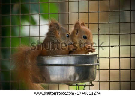 The red squirrel or Eurasian red squirrel