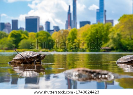 Cute turtles living in a pond in Central park in New York city surrounded with skyscrapers. Royalty-Free Stock Photo #1740824423