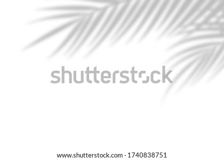 Shadow from palm leaves on a white wall background. White background, cardboard. Abstract image. Tropic concept