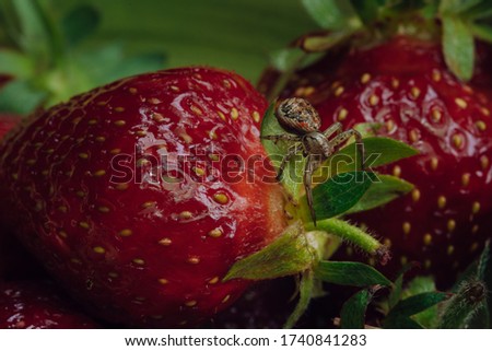 The spider is on a strawberry. Macro photo
