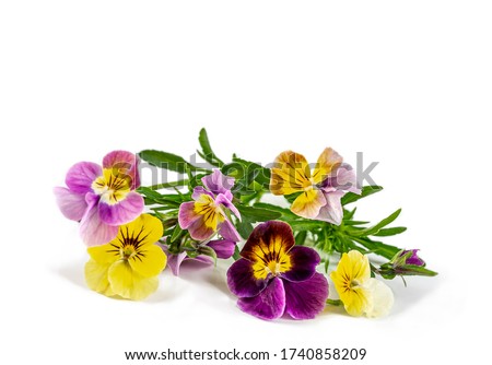 Pansies Violets flowers it is isolated on a white background