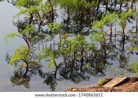 Fine-leaved water dropwort (Oenanthe aquatica), a young poisonous aquatic plant, with reflection in water