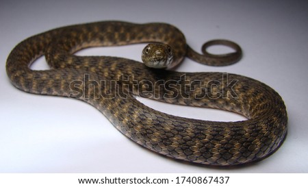 Close up of Snake on a white background
snake isolated
Closeup of water snake is a non venomous. 
Snake in the studio
Veterinarian exotic.
Veterinarian wildlife.
veterinary medicine.
Reptile.