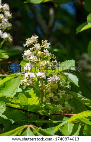 A picture of some white horse chestnut flowers.    