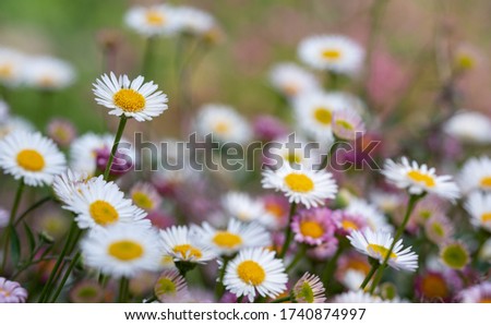 Close up of Mexican daisies, also known as Cornish daisies, with white petals and yellow centres. Before they open up they are pink. The flowers attract bees and butterflies.