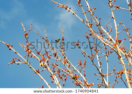 Hummingbird sitting on a tree