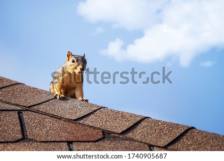 Squirrel on the roof top. Blue sky white clouds background with copy space.