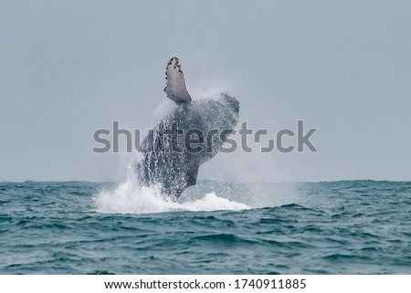 Humpback Whale photographed in Vitoria, Capital of Espirito Santo. Southeast of Brazil. Atlantic Ocean. Picture made in 2019.