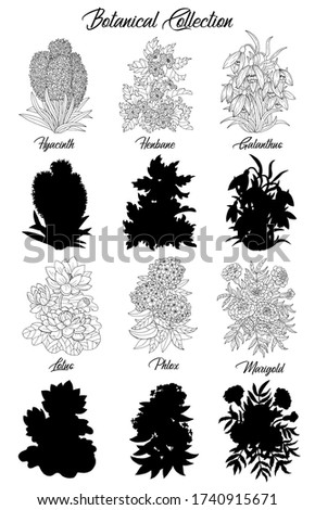 Set of black and white outline flowers - henbane, lotus, phlox, marigold. Vector botanical illustration and silhouette, line art graphic drawing. See my full collection of plants.