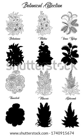 Set of black and white outline flowers -belladonna, succulent, mallow, Venus Flytrap. Vector botanical illustration and silhouette, line art graphic drawing. See my full collection of plants