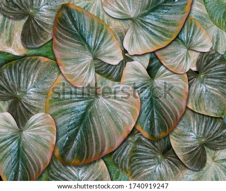 Top view Beautiful Fresh Elephant Ear Background, Wallpaper, Nature, Copy Space
