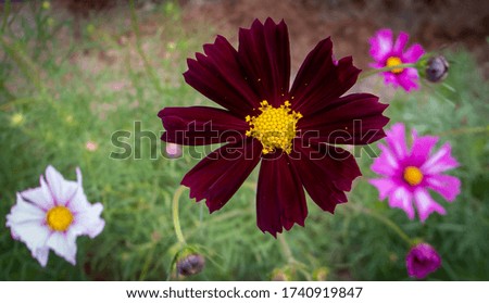  a daisy with a unique color