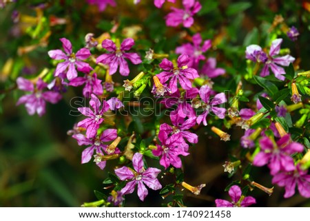 Pink floral background. Wonderful spring landscape (Cuphea HyssopifoliaUrze Mexicana)
 Royalty-Free Stock Photo #1740921458